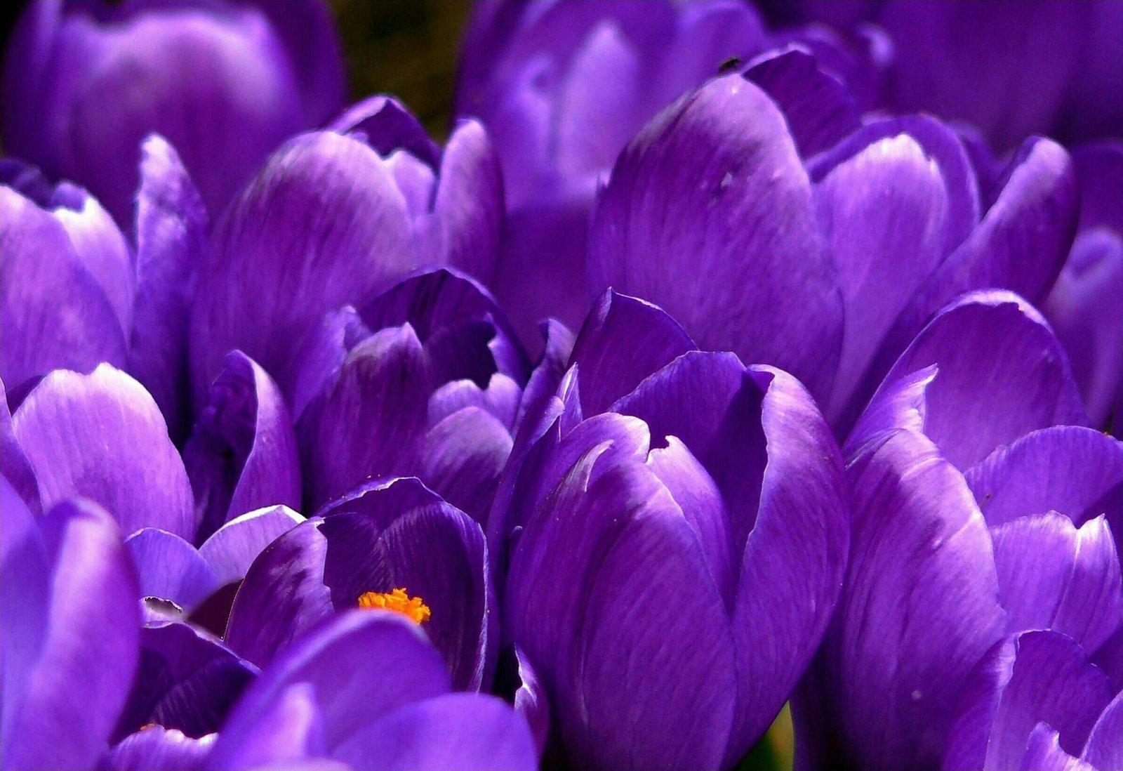 Close-up of vibrant purple crocus flowers in full bloom during spring.