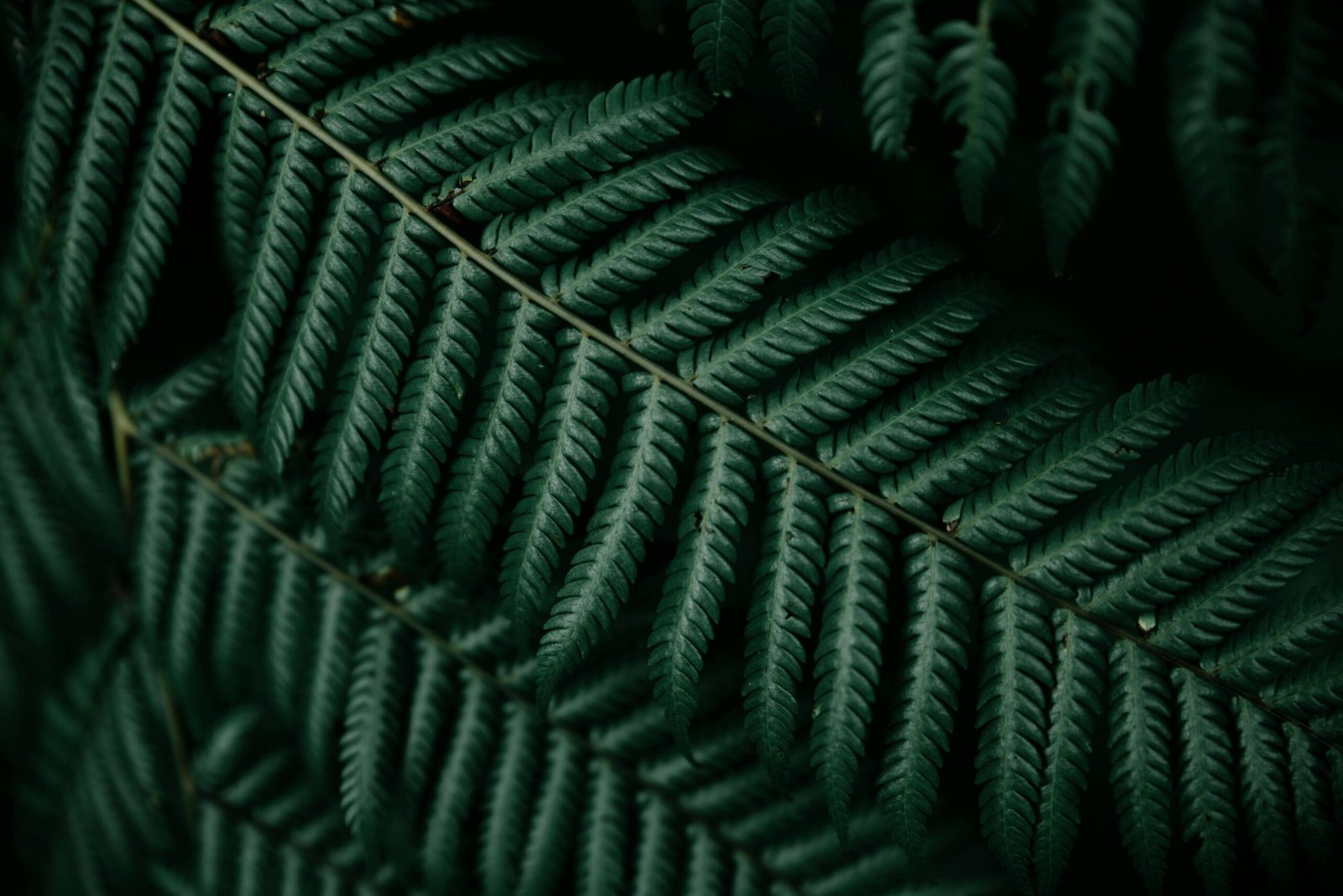 Macro photograph capturing the intricate pattern and texture of dark green fern leaves.