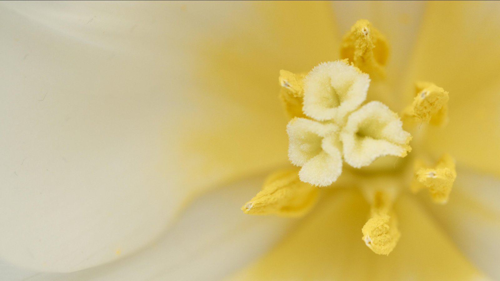 Macro shot capturing the soft yellow petals and vibrant center of a lily flower, showcasing natural beauty.