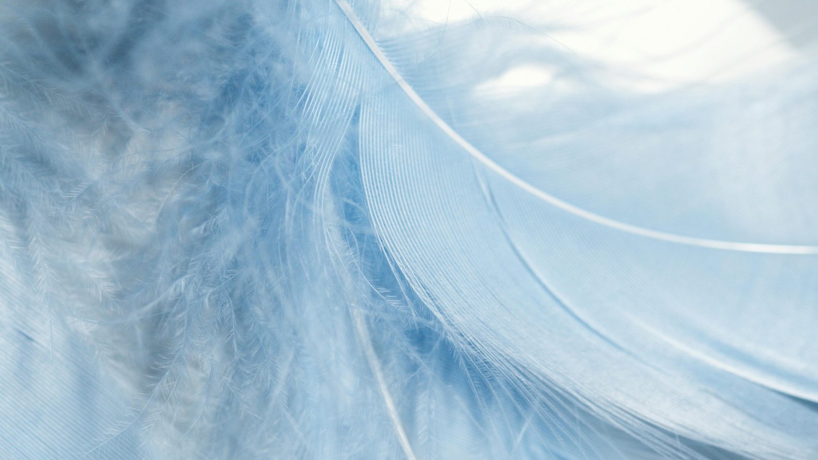 Detailed macro shot of a soft blue feather emphasizing its fine texture.